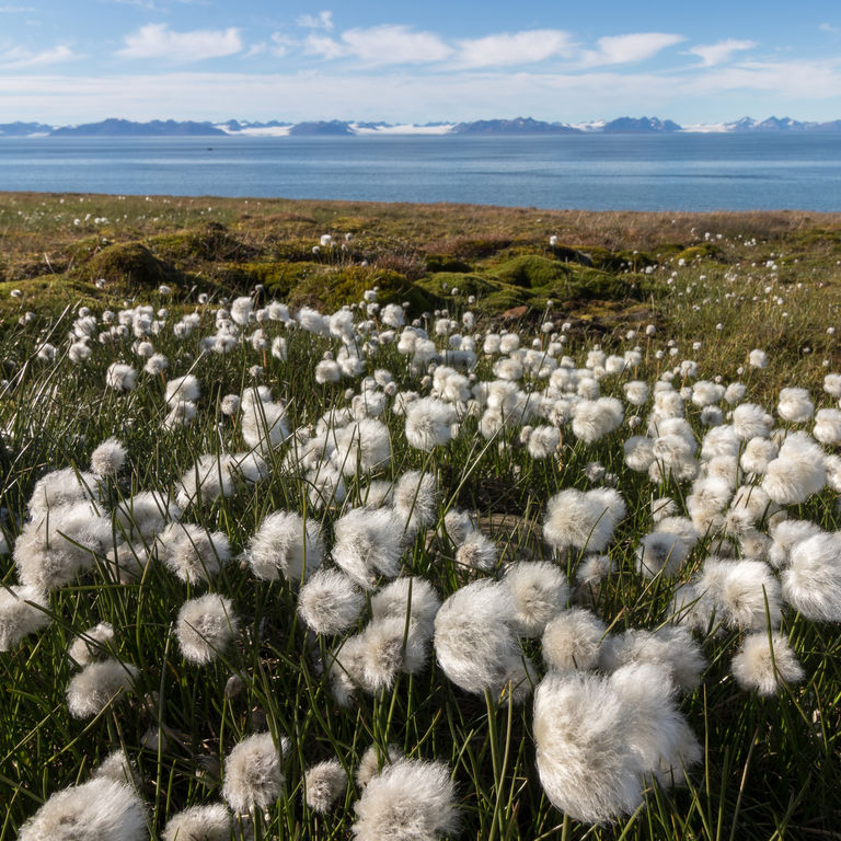 Arctic Circle Cruises