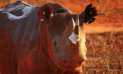 Kenya's expanded Tsavo West Rhino Sanctuary now protects 200 black rhinos across more than 1,200 square miles.