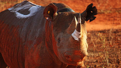Kenya's expanded Tsavo West Rhino Sanctuary now protects 200 black rhinos across more than 1,200 square miles.