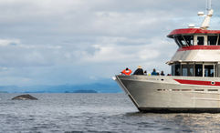 Whales can be seen by boat during a marine wildlife tour from Port Klawock.