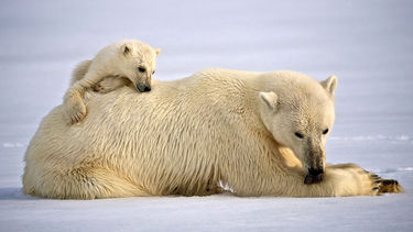 Sponsored: Hurtigruten Expeditions Arctic Brochure 2023-2024